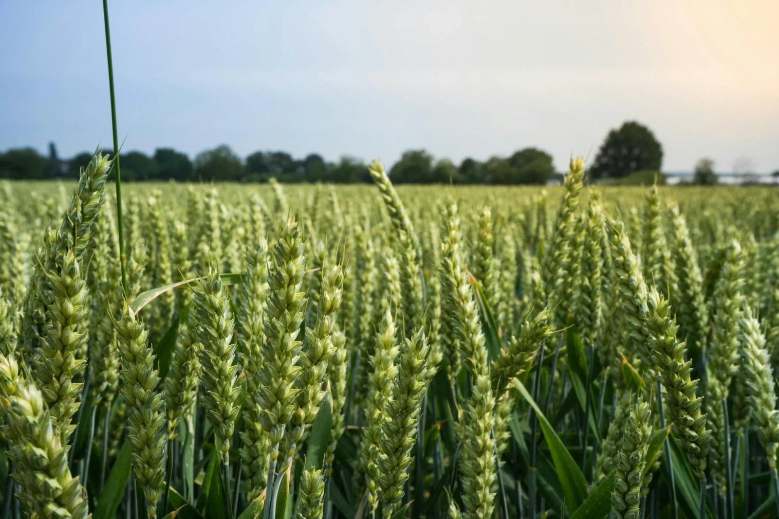 Farmlands